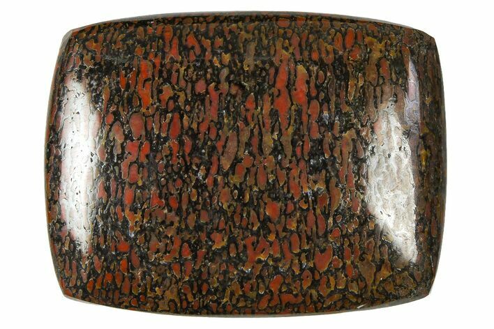 Polished Dinosaur Bone (Gembone) Cabochon - Colorado #370766